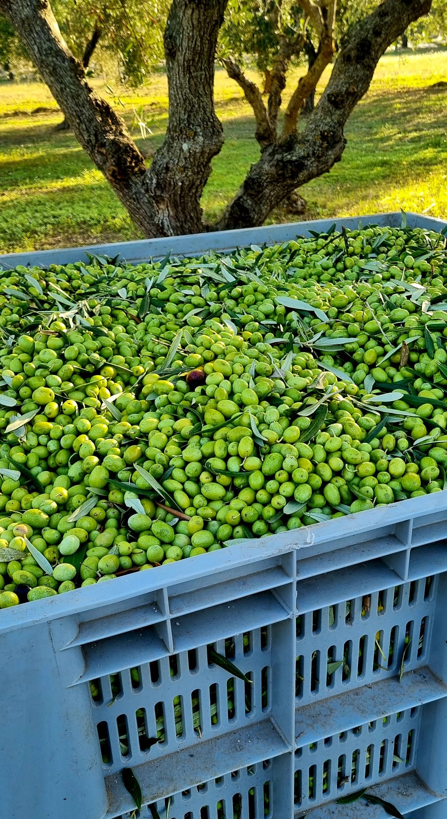 Green olives freshly harvested in a crate under olive trees in Puglia.