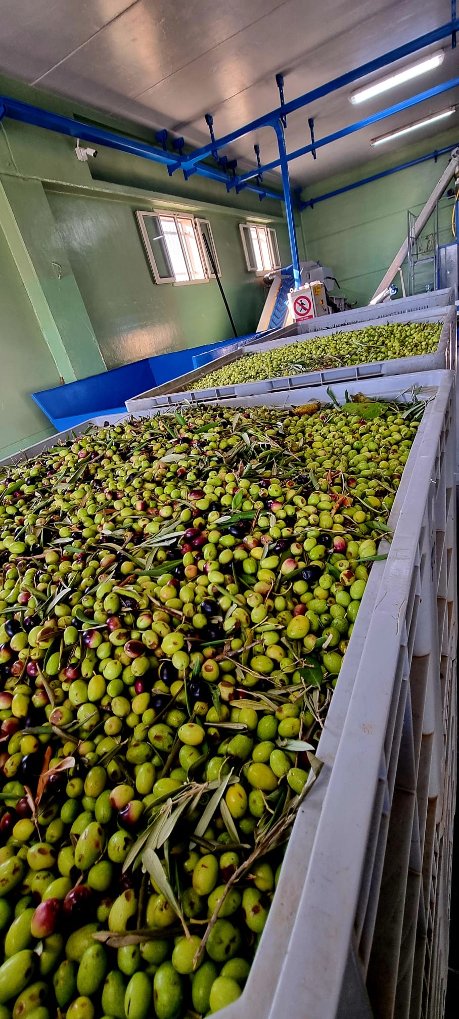 Olive harvest in a processing facility, showcasing fresh olives ready for oil extraction.